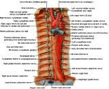 Anatomie:hart,longen,mediastinum,vagus,azygos,trachea,bronchus,vena cava,slokdarm,oesophagus,larynx,cor,diaphragma